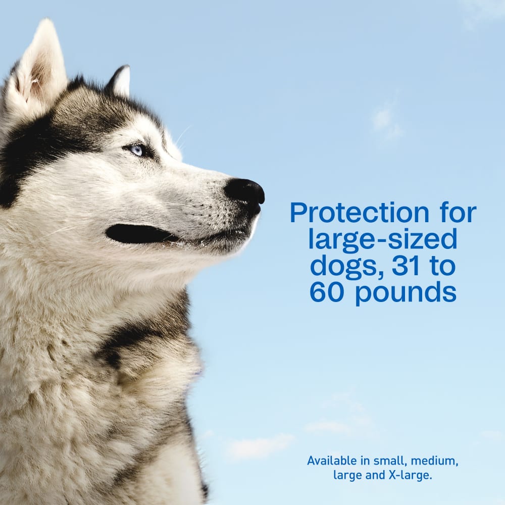 Adams Complete Indoor & Outdoor Flea Treatment System for Large Dogs 31–60 lbs Bundle Paw and Tail Supply