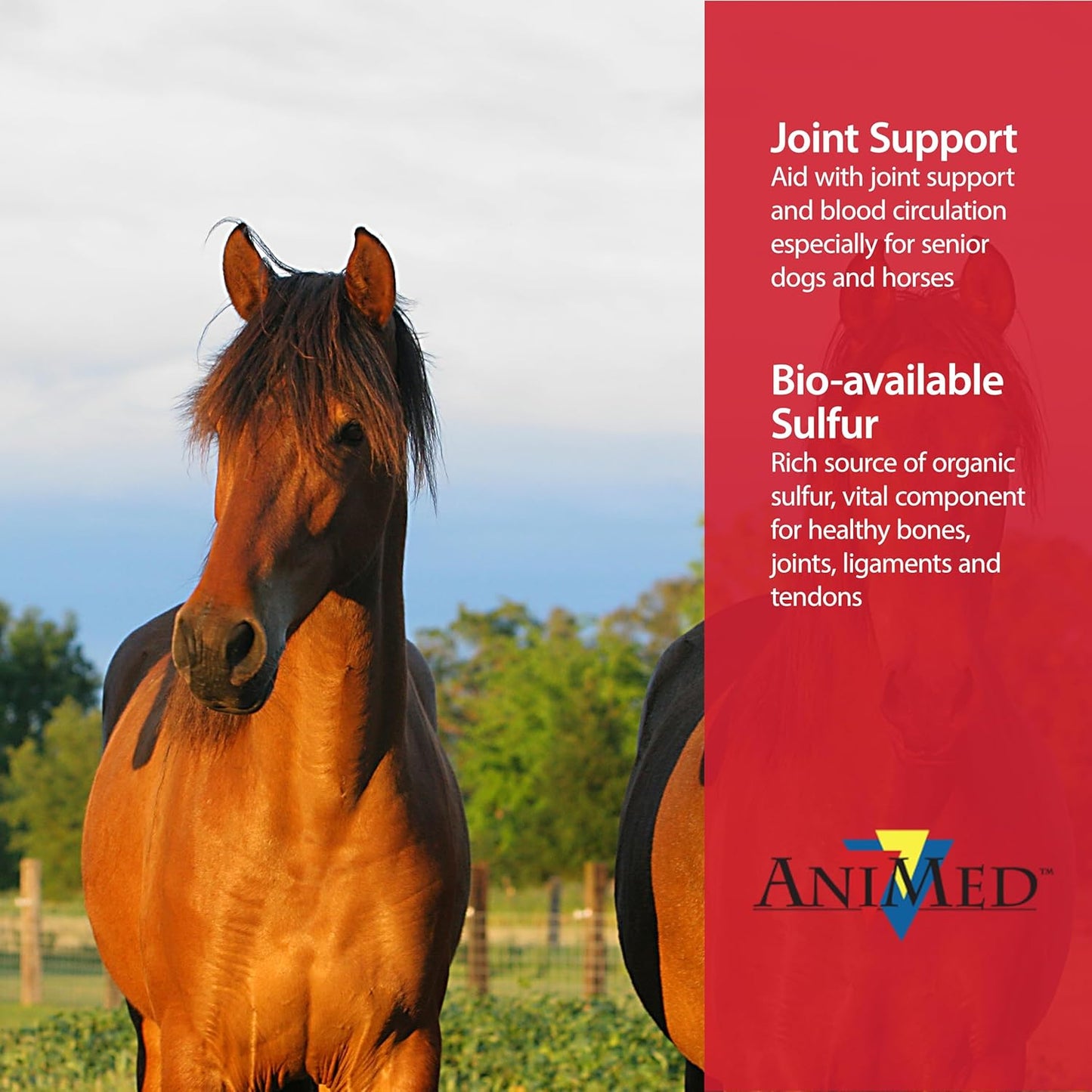 AniMed Pure MSM Horse Joint Supplement Horse Care Support USA Made 16 oz. Paw and Tail Supply