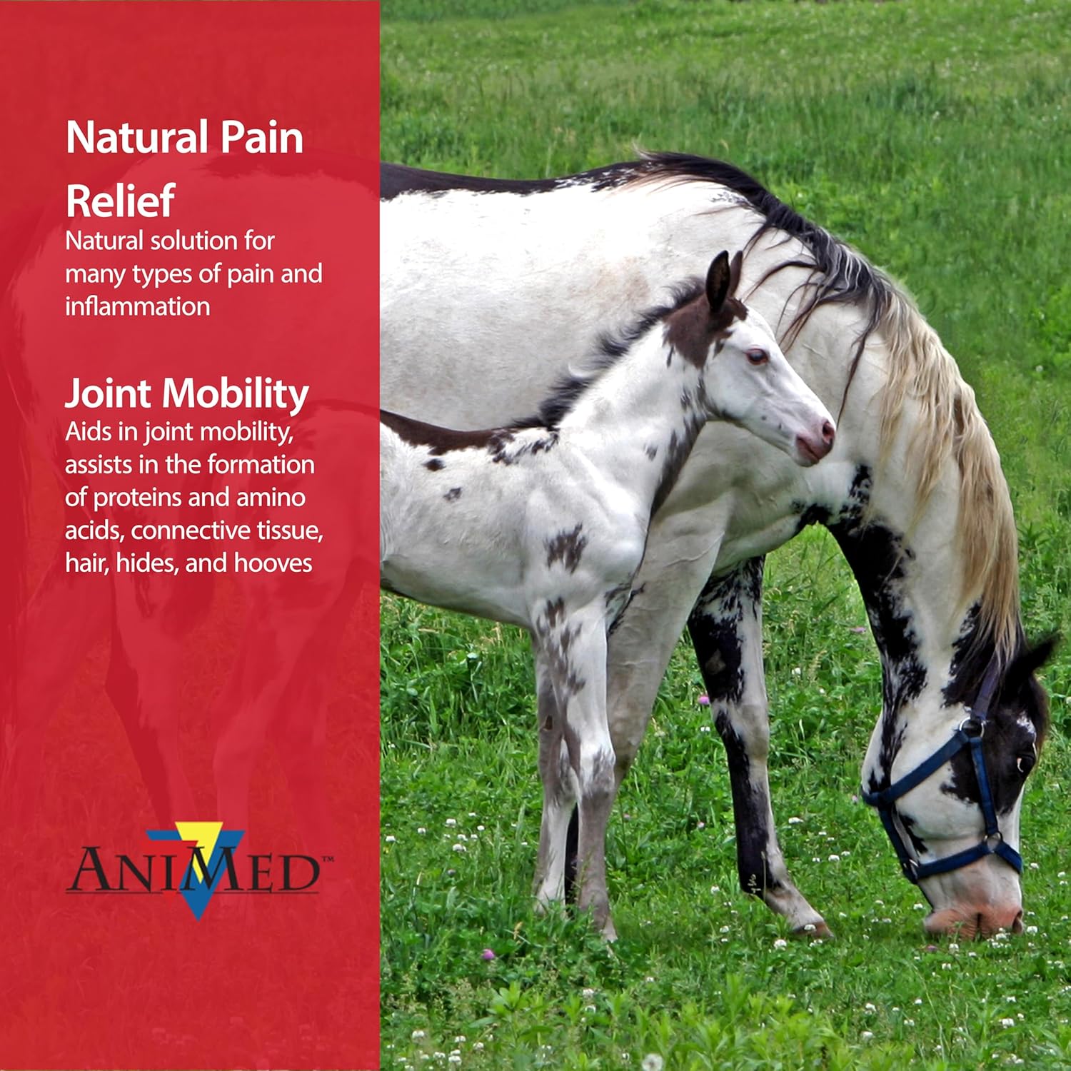 AniMed Pure MSM Horse Joint Supplement Horse Care Support USA Made 16 oz. Paw and Tail Supply