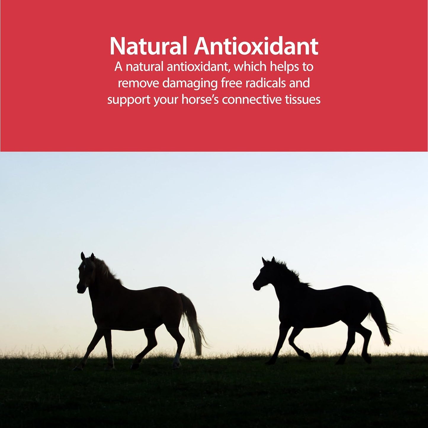 AniMed Pure MSM Horse Joint Supplement Horse Care Support USA Made 16 oz. Paw and Tail Supply