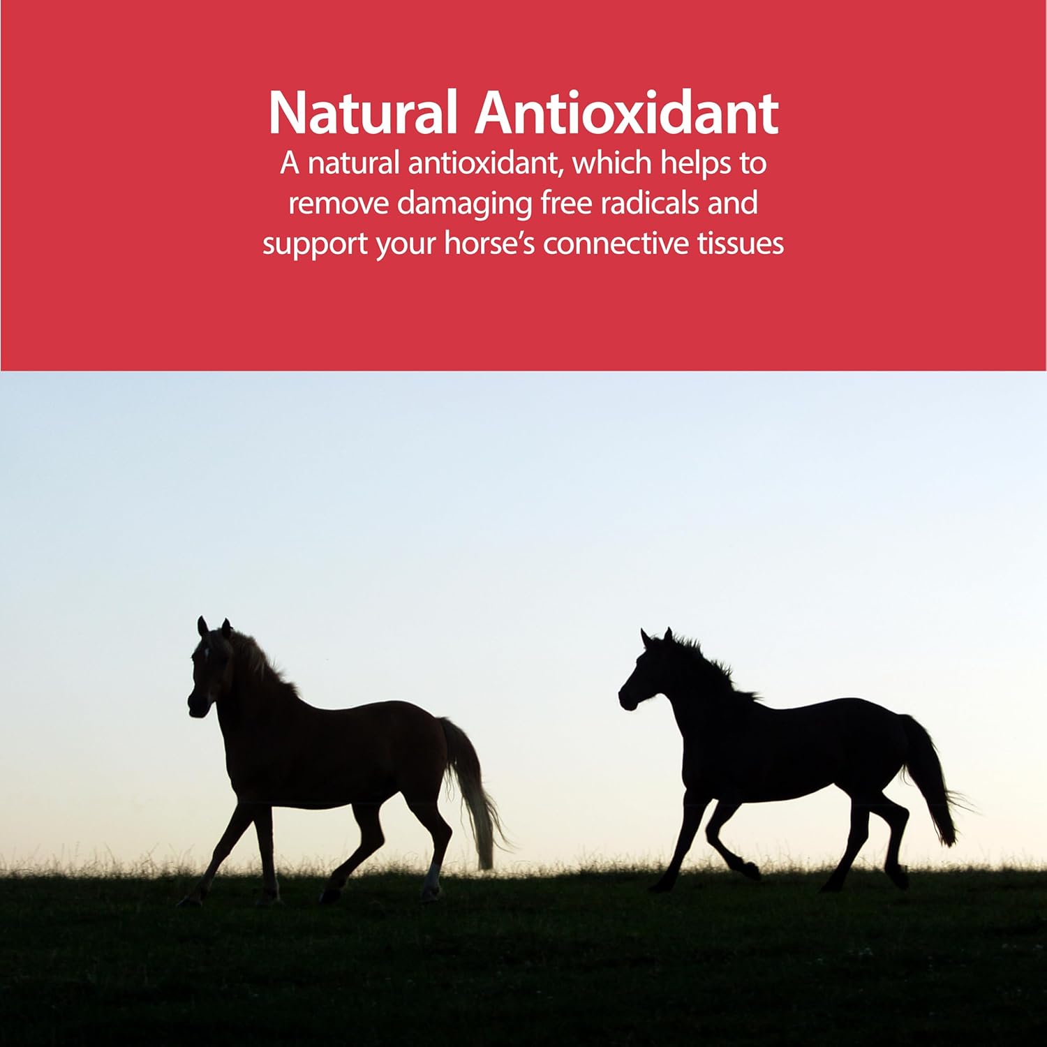 AniMed Pure MSM Horse Joint Supplement Horse Care Support USA Made 16 oz. Paw and Tail Supply