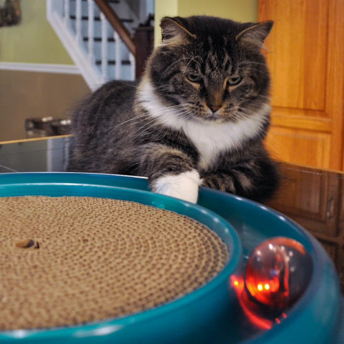 Bergan Turbo Scratcher Cat Toy Upgrade Bundle Paw and Tail Supply